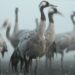 crane 5045920 12801