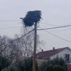 naslovna