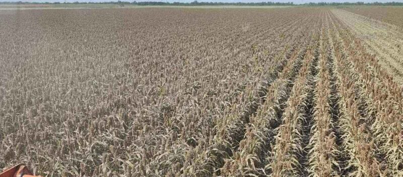 Da li je sirak zamena za kukuruz u Srbiji 1 sirak naslovna