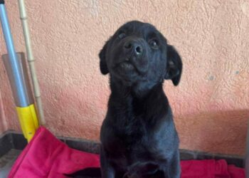 Maki traži svoju porodicu i dom – Ne kupuj, udomi za ljubav 3 Untitled design 3